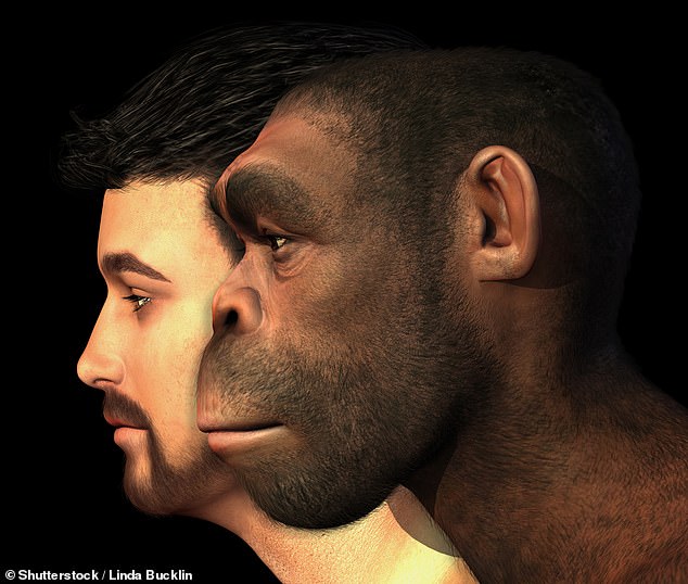 homo erectus versus homo sapiens